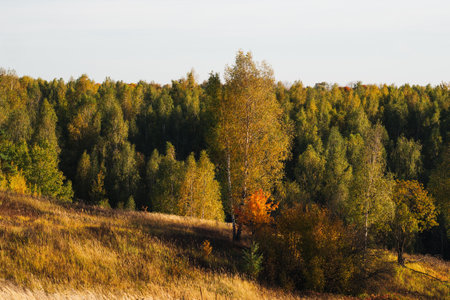 colorful autumn evening forest. colorful Octoberの写真素材