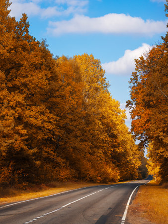 Autumn forest road outside the cityの写真素材