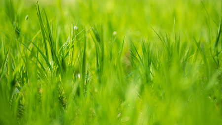 Spring green grass background selective focusの写真素材