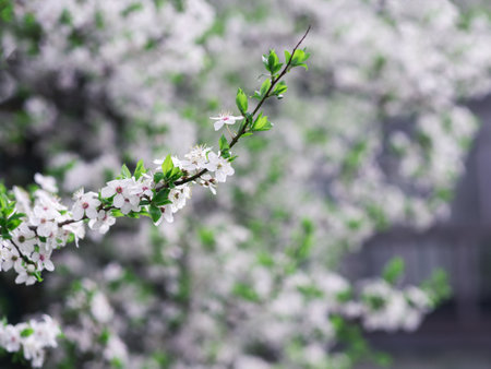Cherry blossom branches spring backgroundの写真素材