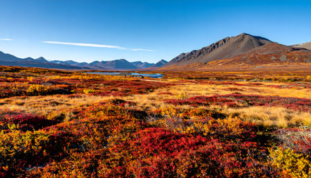 Colorful autumn landscape in the tundra of Alaska, USAの素材