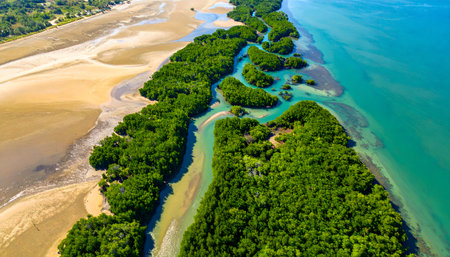 A tropical coastal scene with a dense mangrove swamp and river delta, seen from directly above, highlighting the rich natural ecosystemの素材
