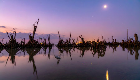 Coastal ecosystem dramatic low-angle view of mangrove forest with a vibrant sky and peaceful water.の素材