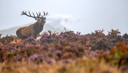 Nature photograph capturing the breath of a bellowing stag amidst the purple heatherの素材