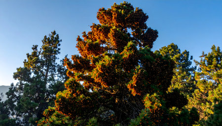 Medium shot of an oyamel forest scene in, showcasing trees heavily laden with migrating butterflies, backlit by a vibrant sunburst.の素材