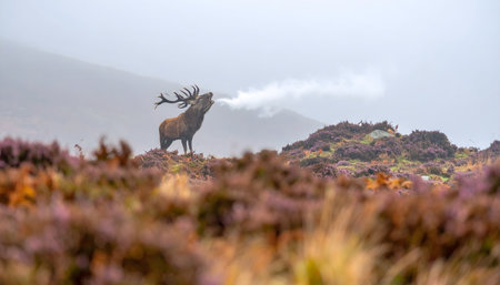 Red Deer stag standing on a heather-covered hillside, breathing vapor into the cold, misty air during the rut seasonの素材
