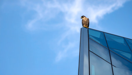 Striking, low-angle photograph looking up at a peregrine falcon perched confidently on the sharp corner of a glass skyscraper.の素材