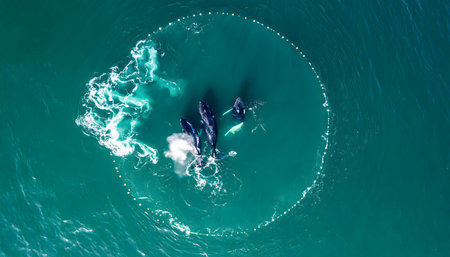 Humpback whales engaged in coordinated bubble-net feeding, captured from an aerial perspective in vivid blue-green water.の素材