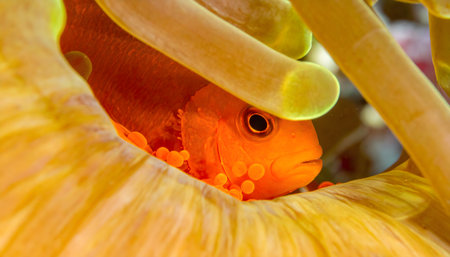 Extreme macro underwater photograph of a vibrant orange clownfish diligently tending to its clutch of eggs.の素材