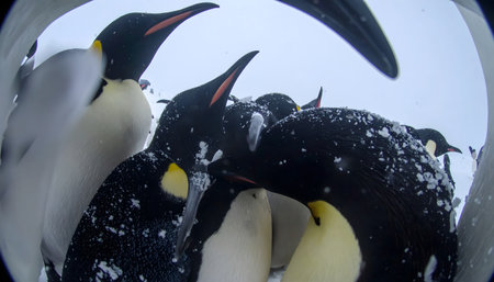 Close-up perspective of Emperor penguins, with two in sharp focus in the foreground and a large colony behind.の素材