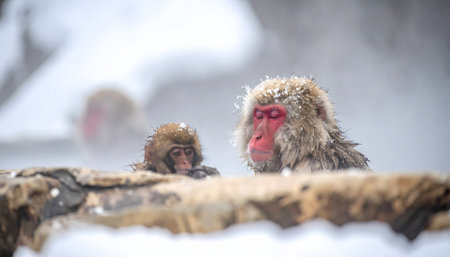 A mother snow monkey and her baby looking out from the edge of the steaming onsen, with snow on their fur.の素材