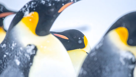 Surrounded by Emperor penguins, a wide-angle shot capturing their scale and the harsh, snowy environment.の素材