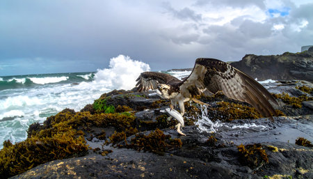 Dynamic, wide-angle shot of an osprey lifting off from the rocky ocean with a fish firmly gripped in its talons, waves splashing.の素材