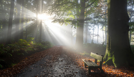 A pathway through a dense, cathedral-like wood in fall, featuring a mossy wooden bench nestled amongst the ferns.の素材