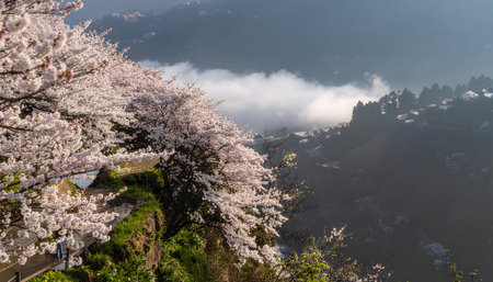 Breathtaking landscape of a Japanese valley at sunrise, covered in thousands of pale-pink cherry blossoms (sakura) and river mist.の素材