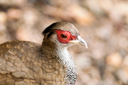 Gallinaceous are an order of heavy-bodied ground-feeding birds 