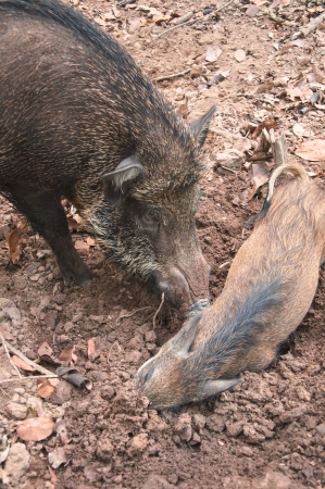Mother boar use her nose awake her little pig の写真素材