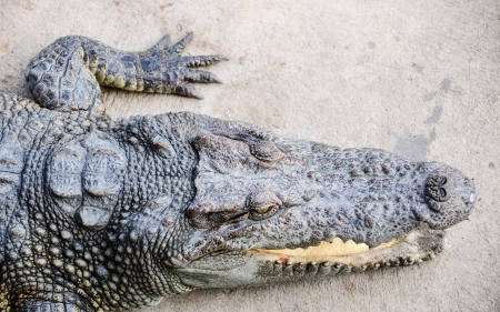 Portrait of a crocodile lying on ground の写真素材