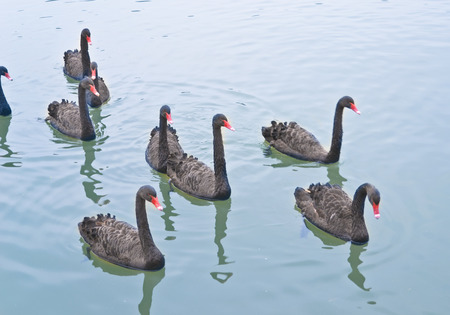 rows of black swan on the riverの写真素材