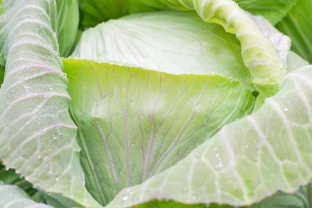 close view of cabbage in the fieldの写真素材