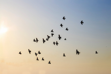 birds with sunset
