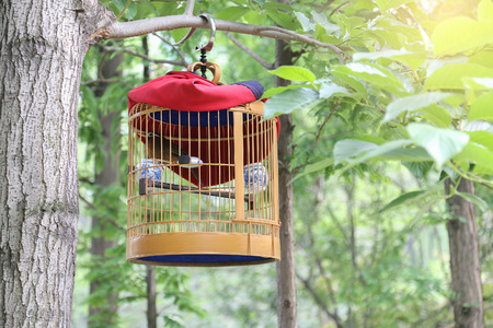 birdcage on the treeの写真素材