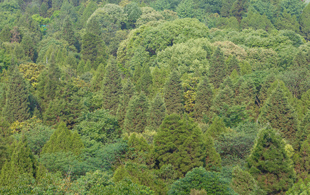 bird's-eye view of green forest