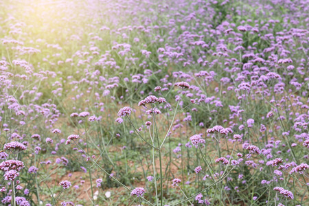 verbena field