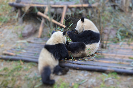 pandaの写真素材