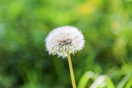 close view of dandelion