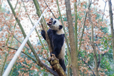 pandaの写真素材