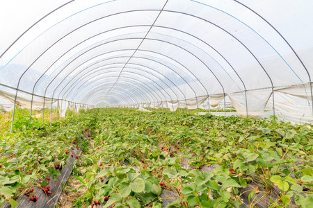 strawberry greenhouseのeditorial素材