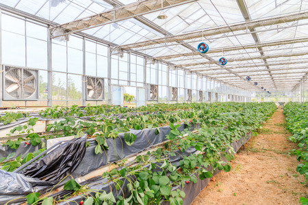 strawberry greenhouseのeditorial素材