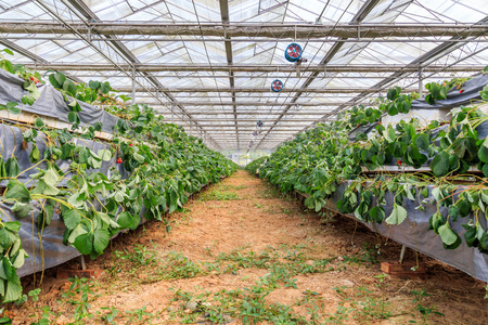 strawberry greenhouseのeditorial素材