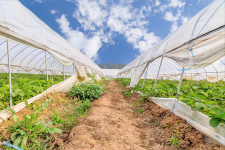 strawberry greenhouseのeditorial素材