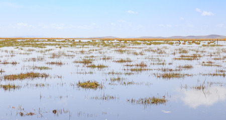 wetlandの写真素材