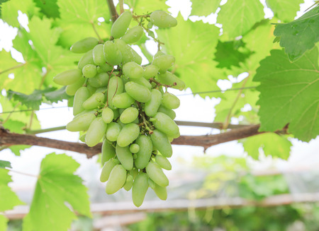 closeup view of green grapeの写真素材