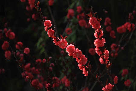 flowering Peachの写真素材