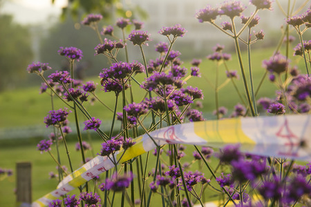 Verbena officinalisの写真素材