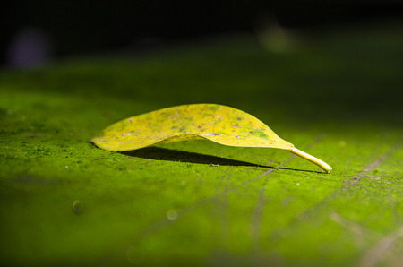 Fallen leavesの写真素材