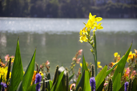 Aquatic plantsの写真素材