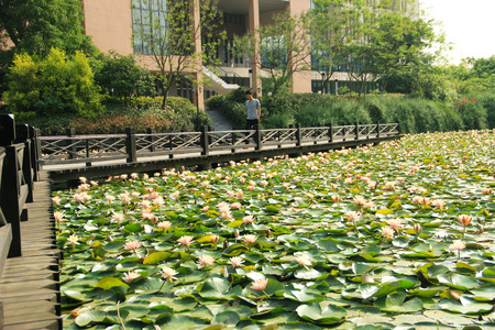 Lotus pondのeditorial素材