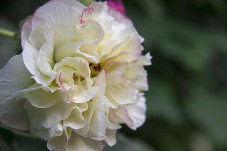 Close up of hibiscus mutabilisの写真素材