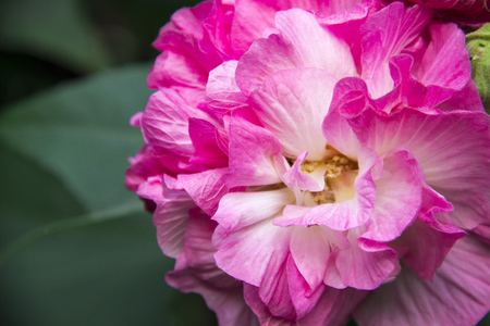 Blooming hibiscusの写真素材