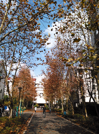 Fall in campusのeditorial素材