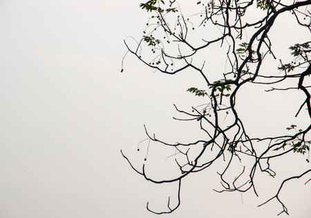 Fall of the Chinaberry treeの写真素材