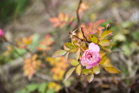 Closeup of blooming roseの写真素材