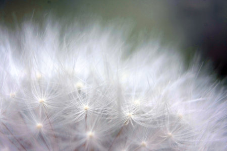 Dandelion seeds close up. Abstract background. Macro photography.