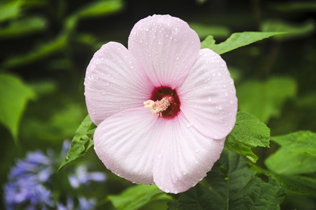 hibiscusの写真素材