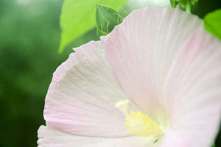 hibiscusの写真素材